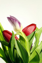 Similar image 270483