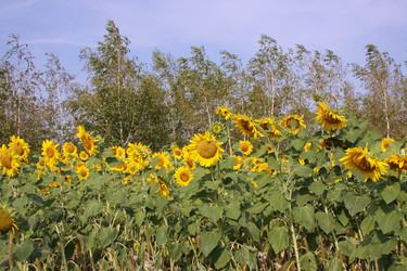 Similar image 270819