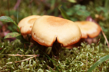 Similar image 271018