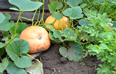 Similar image 271060