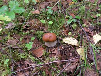 Similar image 271206