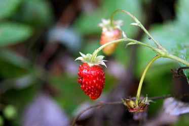 Similar image 271207