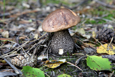 Similar image 271386