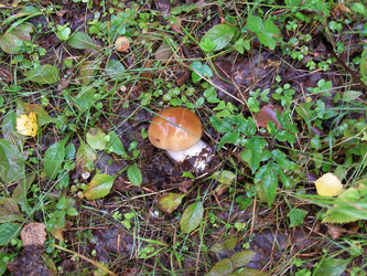 Similar image 271389