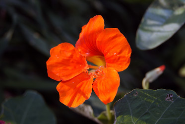 Similar image 271429