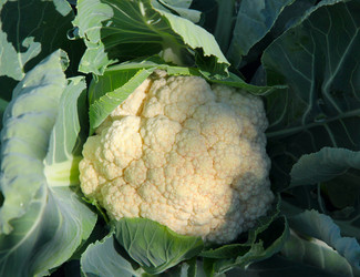 Similar image 271807