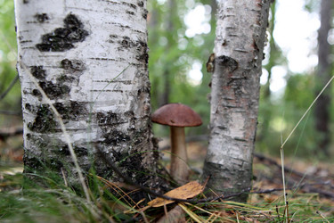 Similar image 271808