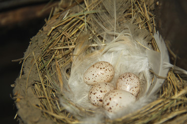 Similar image 272053