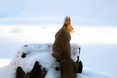 Similar image 272352