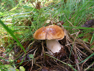 Similar image 272476