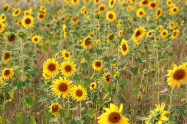 Similar image 272491