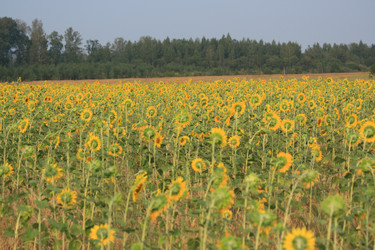 Similar image 272819