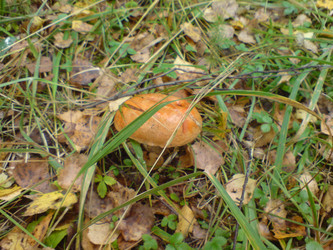 Similar image 272872