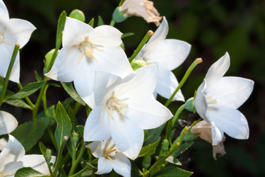 Similar image 273135