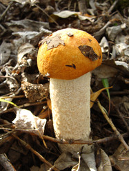 Similar image 273240