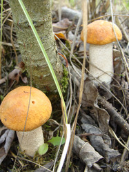 Similar image 273255