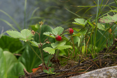 Similar image 273497