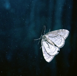 Similar image 273633