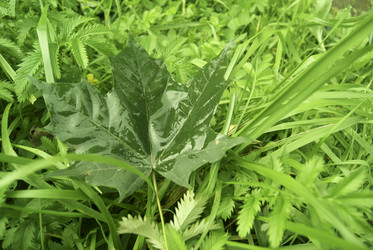 Similar image 274045