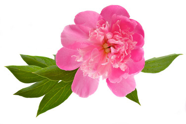 Similar image 274432