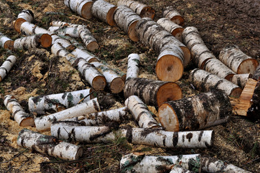 Similar image 274530