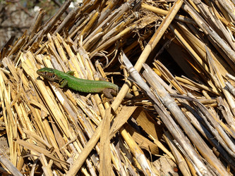 Similar image 274719