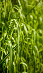 Similar image 274731