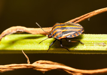 Similar image 274817