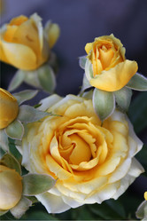 Similar image 275220