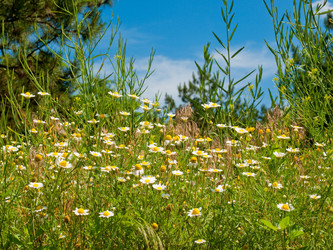 Similar image 275359