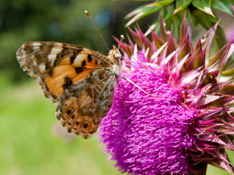 Similar image 275859