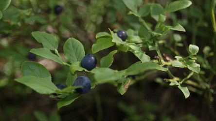 Similar image 276096