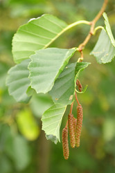 Similar image 276118