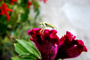 Similar image 276193