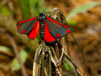 Similar image 276232