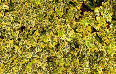 Similar image 276302