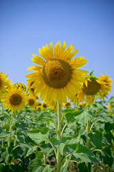 Similar image 276316