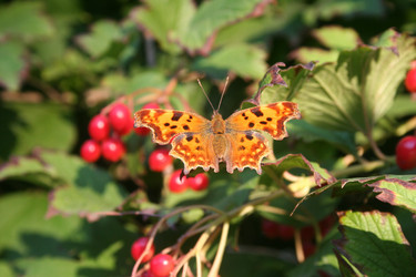 Similar image 276362