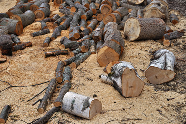 Similar image 276505