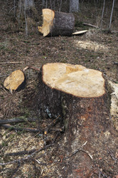 Similar image 276719