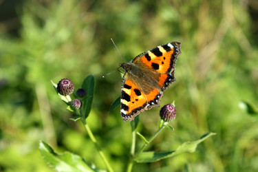 Similar image 276879