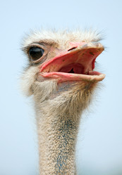 Similar image 277317