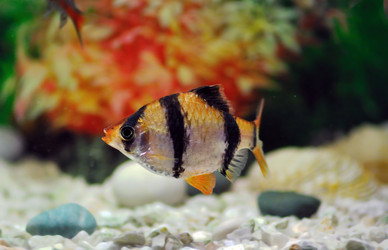 Similar image 277497