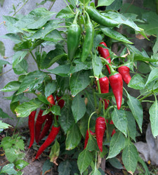 Similar image 278038