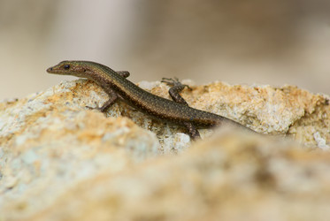 Similar image 278508