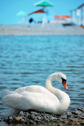 Similar image 279332