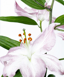 Similar image 279784