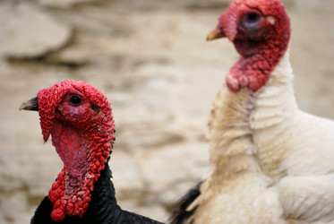 Similar image 279793