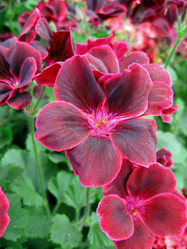 Similar image 279955