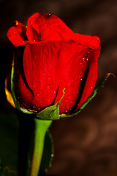 Similar image 280165